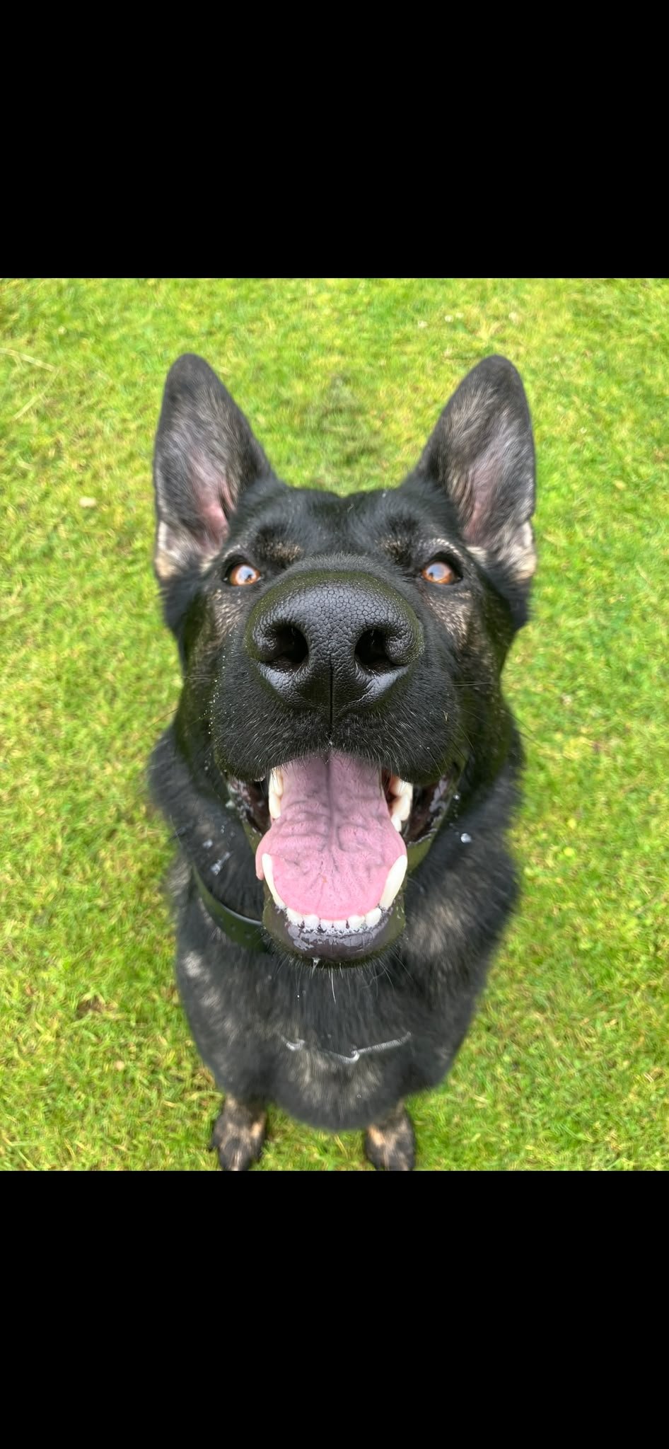 A calm, well-trained German Shepherd on grass near Edinburgh — Family First Canine
